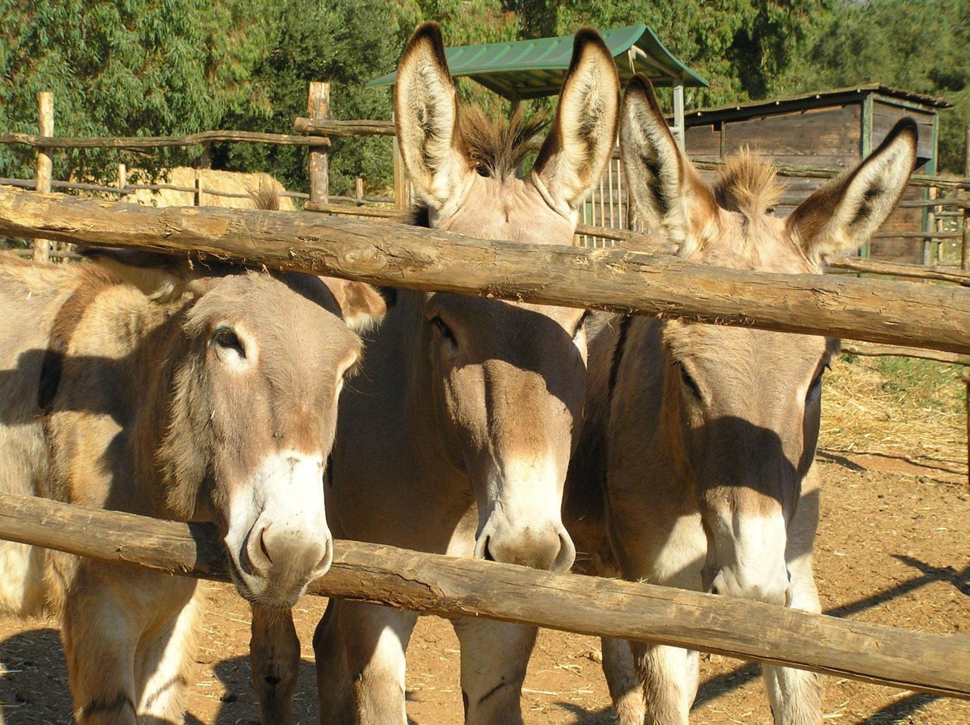 Agriturismo Grazia オルベテッロ エクステリア 写真