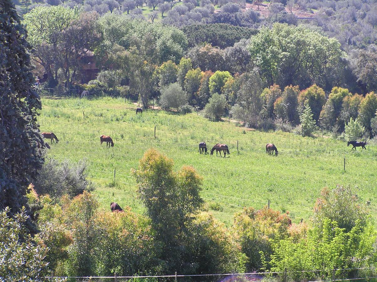 Agriturismo Grazia オルベテッロ エクステリア 写真